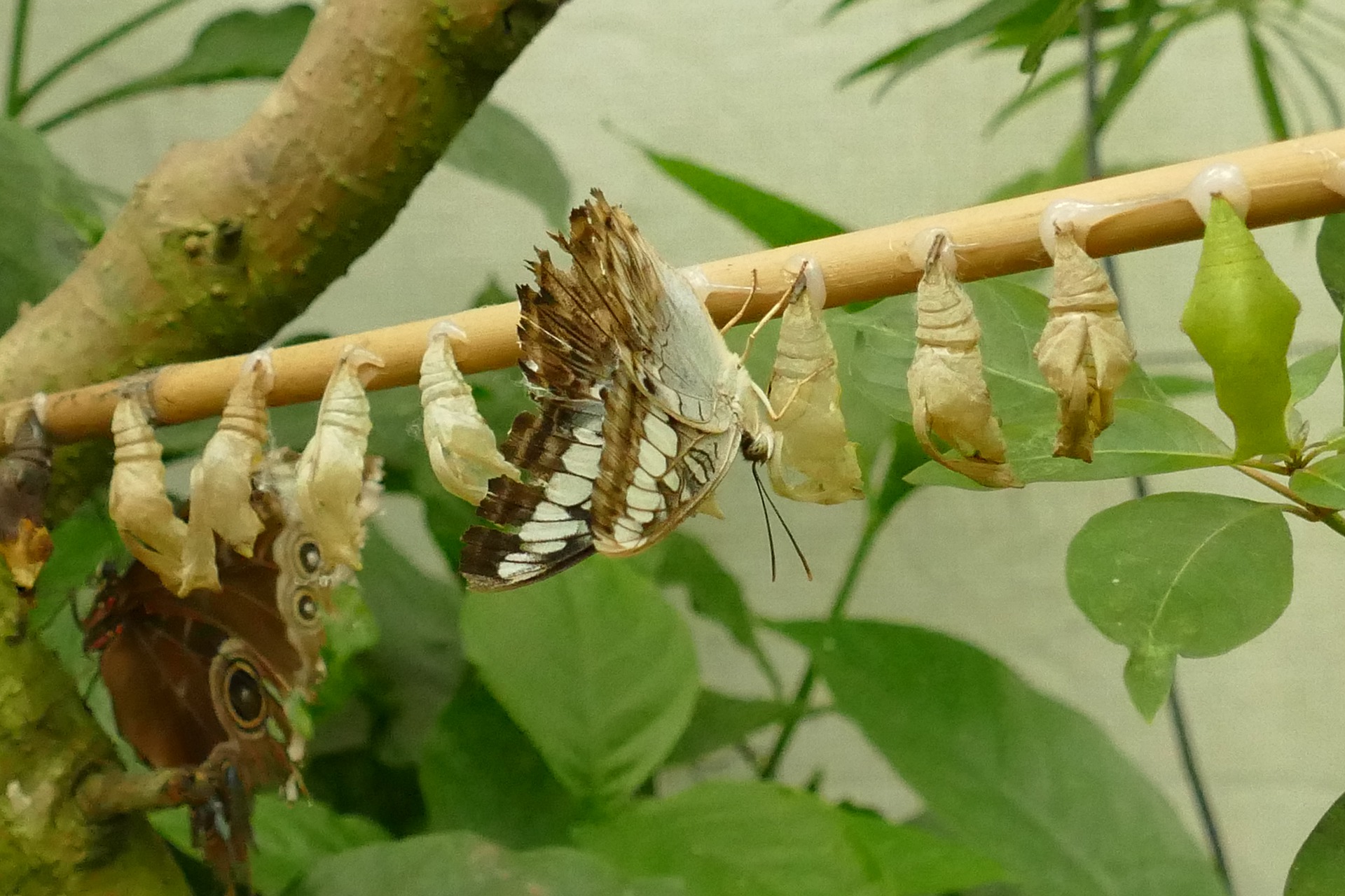 Porque tiempo de mariposas